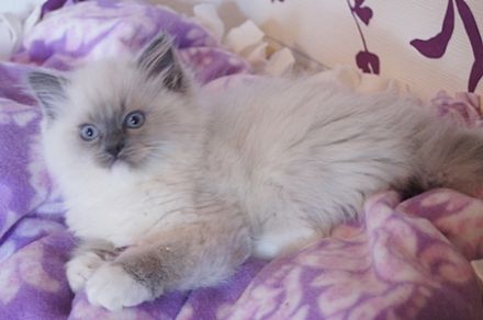 Ragdollkatzen von Woodnewchurch