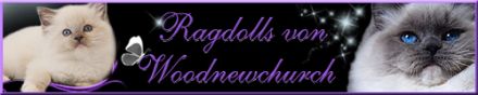 Ragdollkatzen von Woodnewchurch