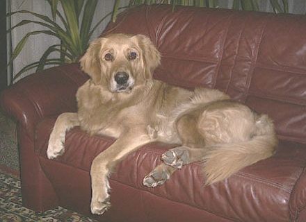 Macht Ihr Hund Probleme?