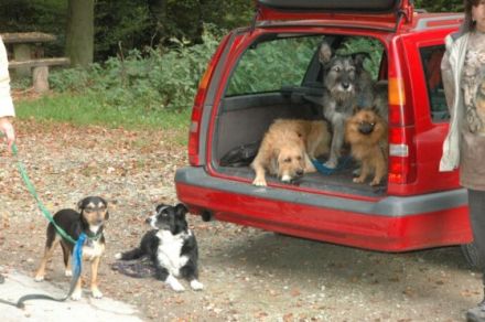 Spaziergeh-Hundeschule (Wiesbaden und Umgebung)