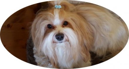 Rico von Herrenstein