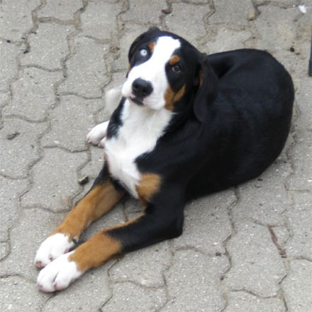 Conny's Tierheilpraxis