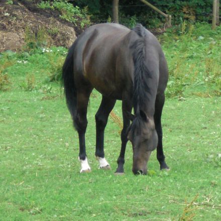 Conny's Tierheilpraxis