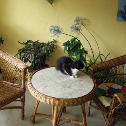 Conny's Tierheilpraxis