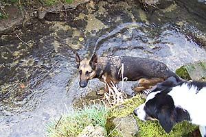 Hundepension Grisette