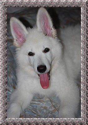 a From White Diamond