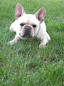 Faust from iron County