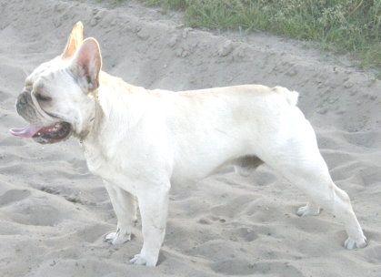 Faust from iron County