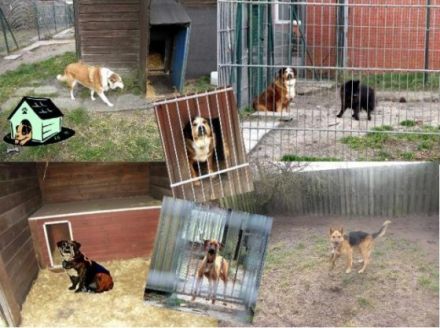 Tierschutzverein Borkum e.V.