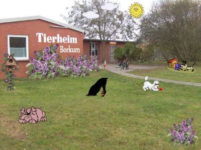 Tierschutzverein Borkum e.V.