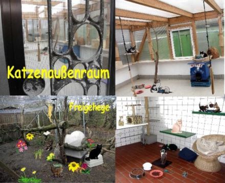 Tierschutzverein Borkum e.V.