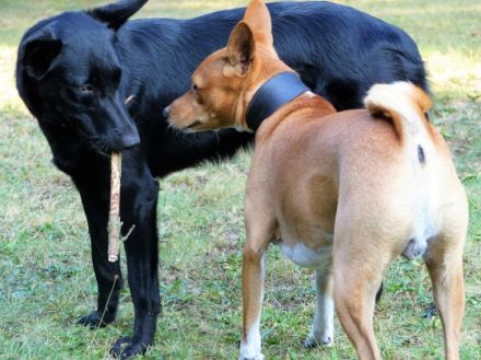 Hundedamen-Betreuung