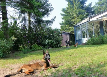 Hundedamen-Betreuung