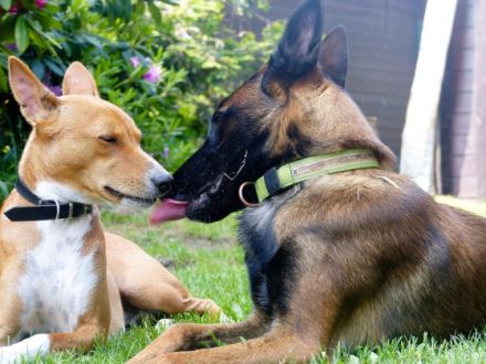 Hundedamen-Betreuung