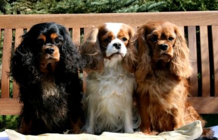 Rosebury & Hohenzollern