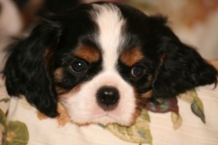 Rosebury & Hohenzollern