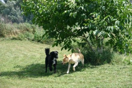 Hundepension Trapp & Bossert