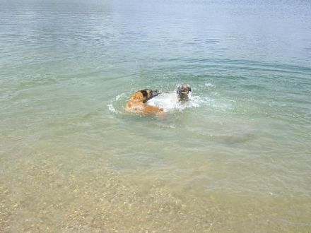 Hundepension Trapp & Bossert