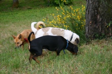 Hundezentrum Kynopolis