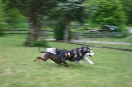 Hundezentrum Kynopolis