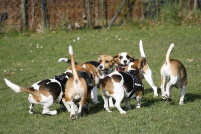 Christianes Hundeschule