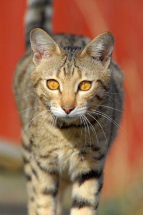 of sooleawe savannah