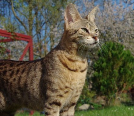 of sooleawe savannah