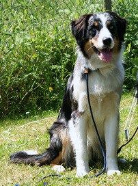 Leonhards Australian Shepherds