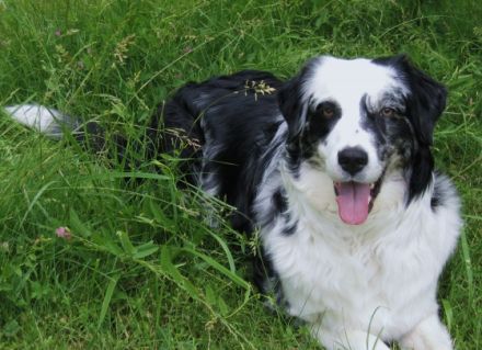 Leonhards Australian Shepherds