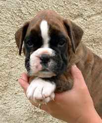 von der Boxerschlucht