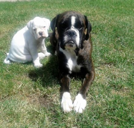 von der Boxerschlucht