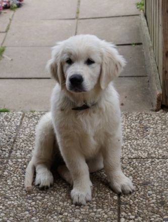 Rosen- und Ferienhaus Metzger