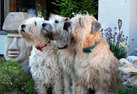 Wheatens von der Mühle