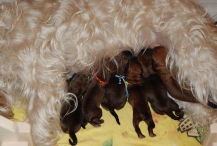 Wheatens von der Mühle