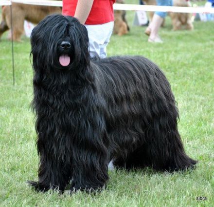 Moonlight Black Bear