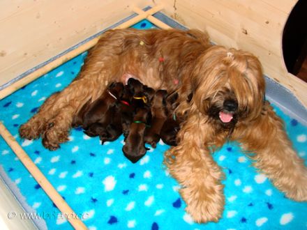 Moonlight Black Bear