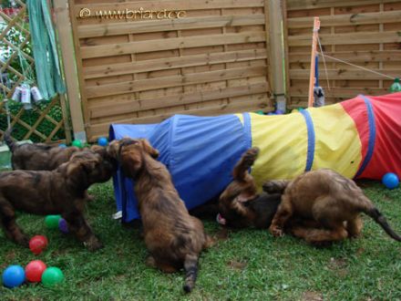 Moonlight Black Bear