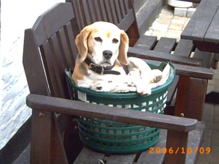 Hundepension Landpfötchen