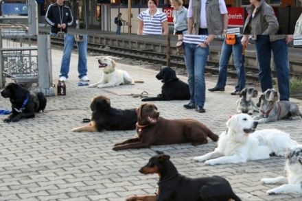 Hundeschule Doggyschool Passau