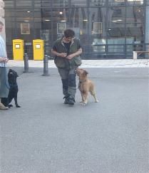 Dogspassion - Hundeschule Sigmaringen