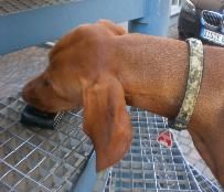 Dogspassion - Hundeschule Sigmaringen