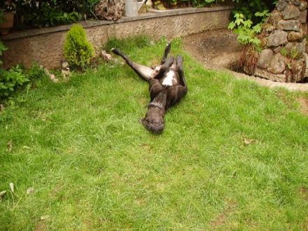 Hundeoension "Dog Paradies"