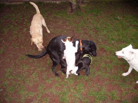 Hundeoension "Dog Paradies"