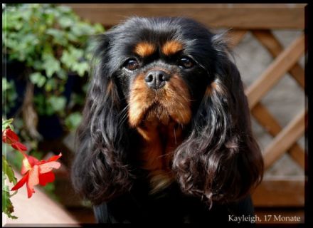 vom Erlenbacher Hemmerich