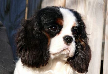 vom Erlenbacher Hemmerich