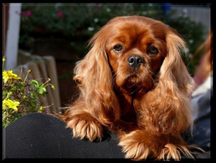 vom Erlenbacher Hemmerich