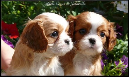 vom Erlenbacher Hemmerich