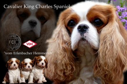 vom Erlenbacher Hemmerich