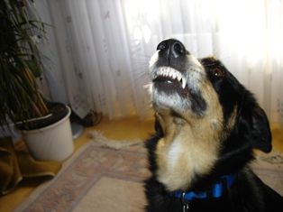 HundgeRecht - Positives Lernen für Mensch und Hund