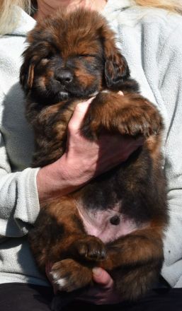 Do-Khyi from top of the world